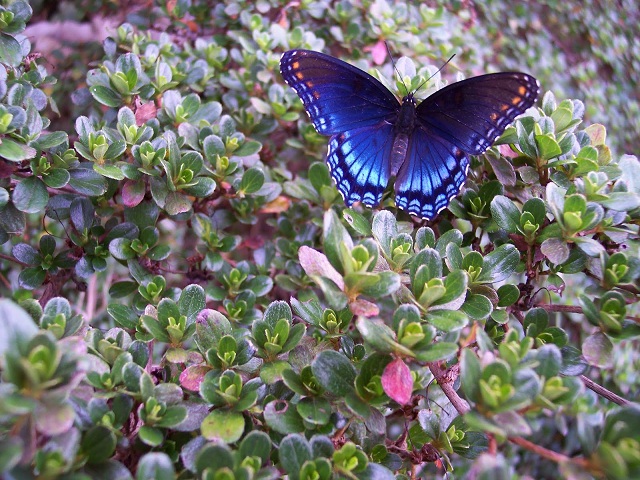 beautiful butterfly